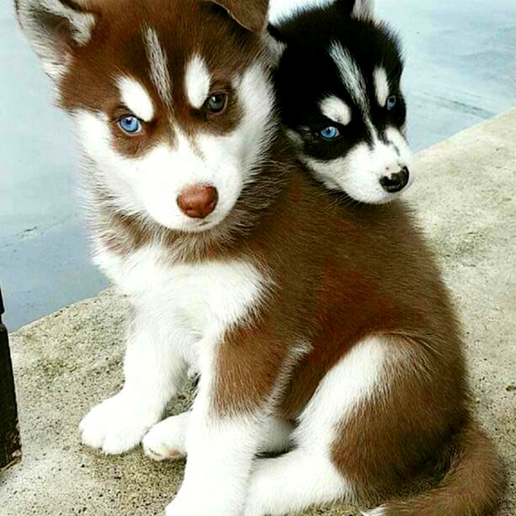 Meet your Posher, Alex - Picture 1 of 1